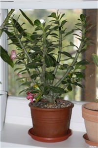 55a5c627-IMG_6393 adenium.jpg